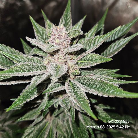 Gen X Tropicanna Cherry × #1 Stunna growlog timeline photo