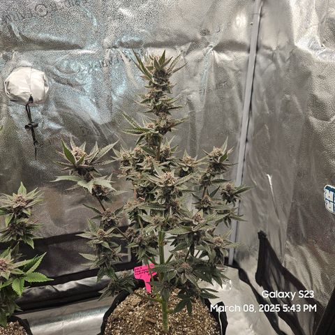 Gen X Tropicanna Cherry × #1 Stunna growlog timeline photo
