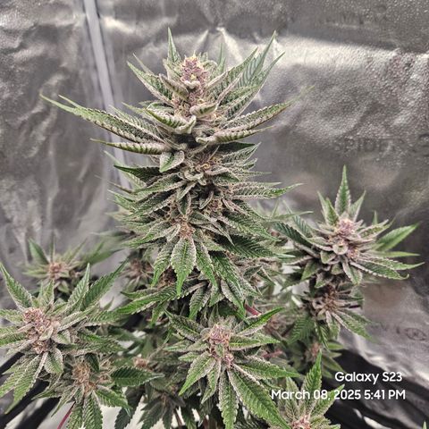 Gen X Tropicanna Cherry × #1 Stunna growlog timeline photo