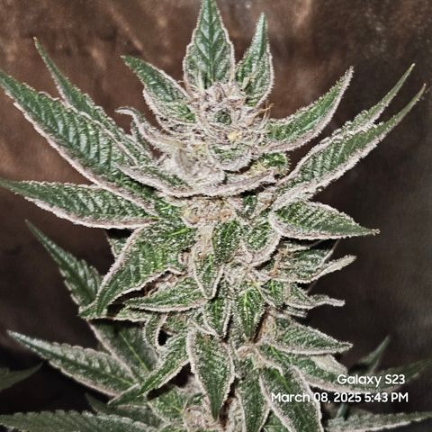 Gen X Tropicanna Cherry × #1 Stunna growlog timeline photo