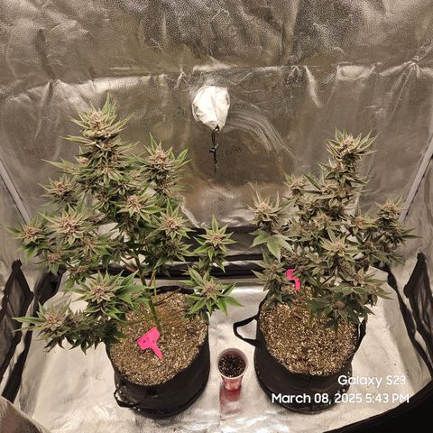 Gen X Tropicanna Cherry × #1 Stunna growlog timeline photo