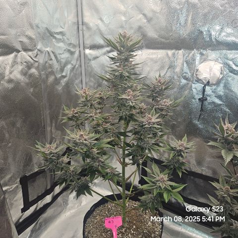 Gen X Tropicanna Cherry × #1 Stunna growlog timeline photo