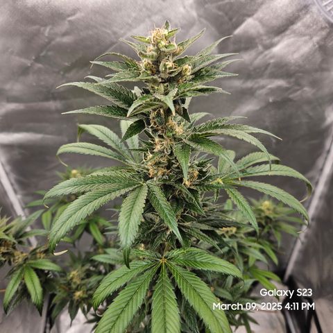 Out of The Tackle Box  growlog timeline photo
