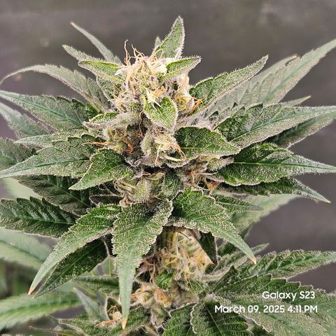 Out of The Tackle Box  growlog timeline photo