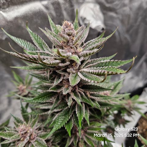 Gen X Tropicanna Cherry × #1 Stunna growlog timeline photo