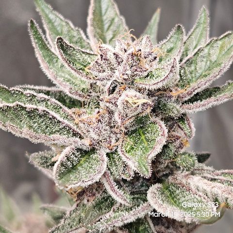 Gen X Tropicanna Cherry × #1 Stunna growlog timeline photo
