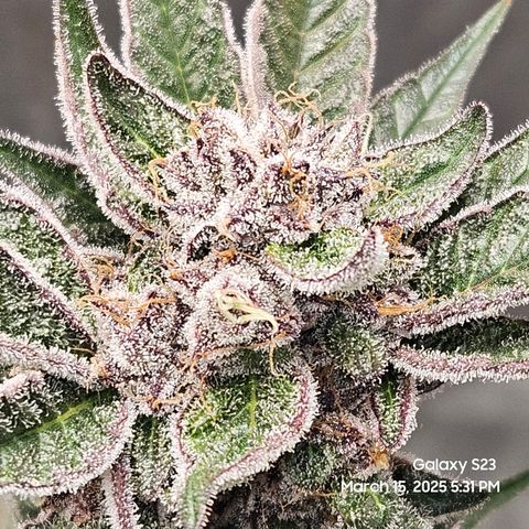 Gen X Tropicanna Cherry × #1 Stunna growlog timeline photo