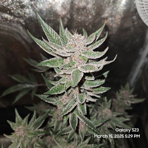 Gen X Tropicanna Cherry × #1 Stunna growlog timeline photo