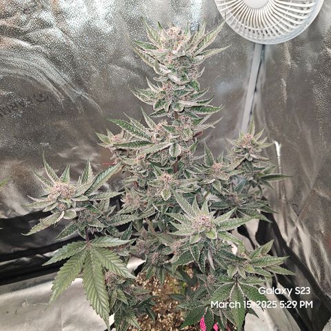 Gen X Tropicanna Cherry × #1 Stunna growlog timeline photo