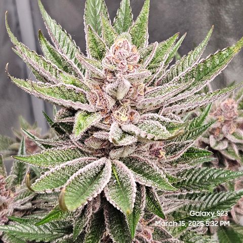 Gen X Tropicanna Cherry × #1 Stunna growlog timeline photo