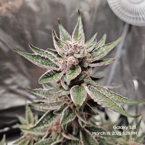 Gen X Tropicanna Cherry × #1 Stunna growlog timeline photo