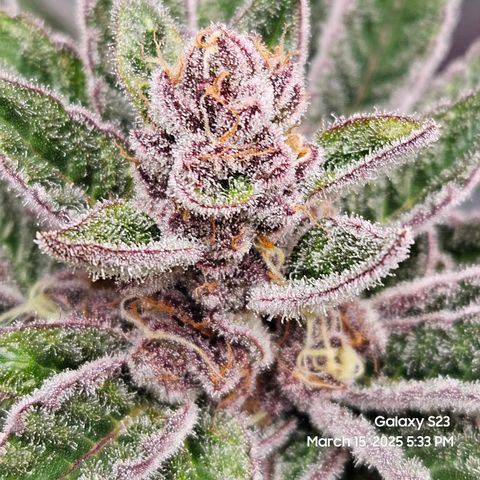 Gen X Tropicanna Cherry × #1 Stunna growlog timeline photo