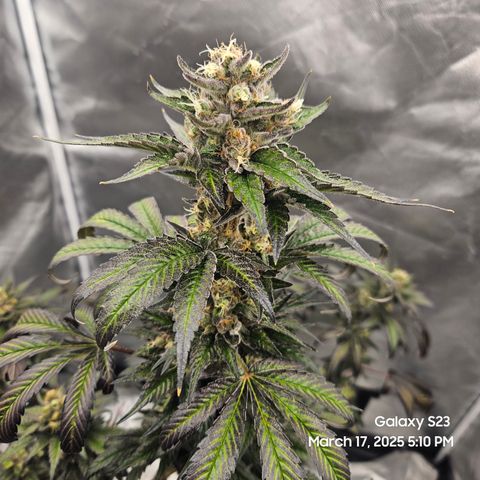 Out of The Tackle Box  growlog timeline photo