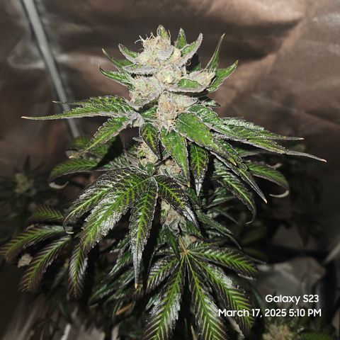 Out of The Tackle Box  growlog timeline photo