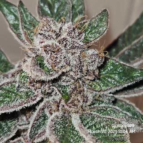 Gen X Tropicanna Cherry × #1 Stunna growlog timeline photo