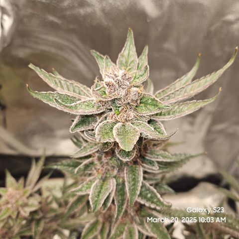 Gen X Tropicanna Cherry × #1 Stunna growlog timeline photo