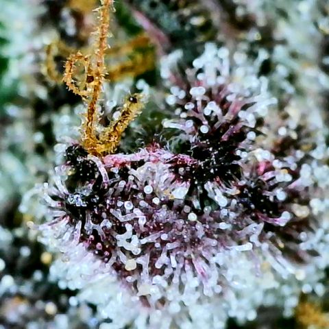 Gen X Tropicanna Cherry × #1 Stunna growlog timeline photo