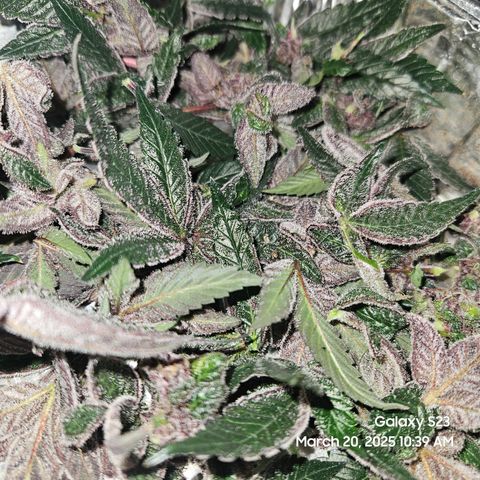 Gen X Tropicanna Cherry × #1 Stunna growlog timeline photo