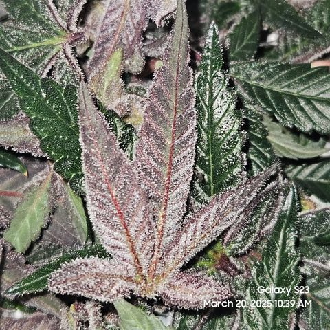 Gen X Tropicanna Cherry × #1 Stunna growlog timeline photo