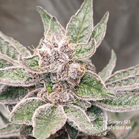 Gen X Tropicanna Cherry × #1 Stunna growlog timeline photo