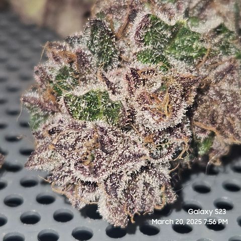 Gen X Tropicanna Cherry × #1 Stunna growlog timeline photo