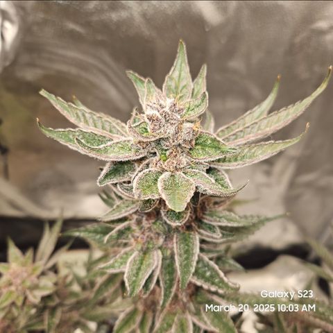 Gen X Tropicanna Cherry × #1 Stunna growlog timeline photo