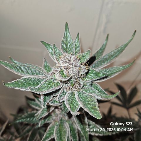 Gen X Tropicanna Cherry × #1 Stunna growlog timeline photo