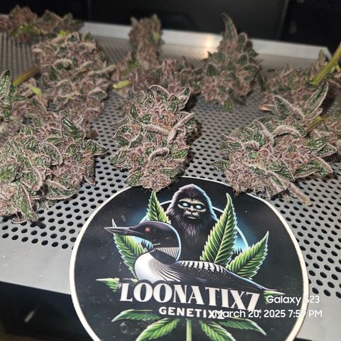 Gen X Tropicanna Cherry × #1 Stunna growlog timeline photo