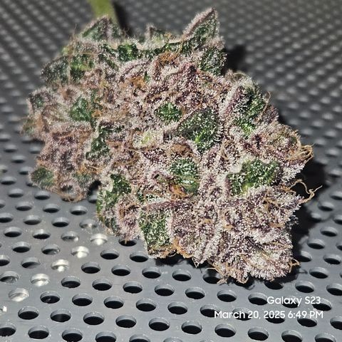 Gen X Tropicanna Cherry × #1 Stunna growlog timeline photo