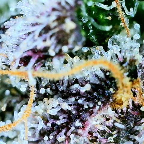 Gen X Tropicanna Cherry × #1 Stunna growlog timeline photo