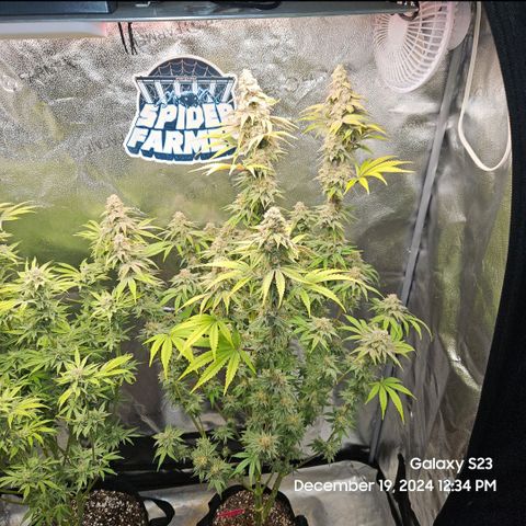 Gen X Tropicanna Cherry × #1 Stunna growlog timeline photo