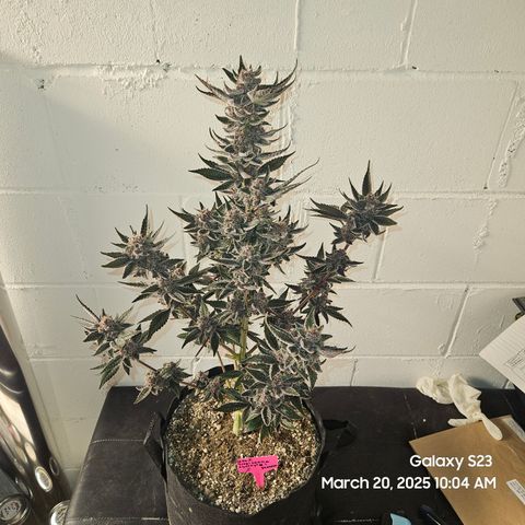 Gen X Tropicanna Cherry × #1 Stunna growlog timeline photo