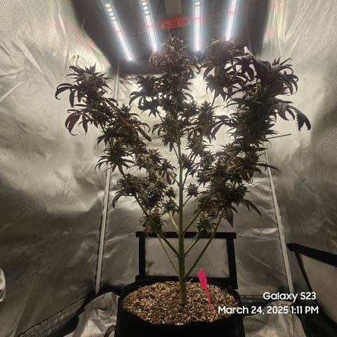 Out of The Tackle Box  growlog timeline photo