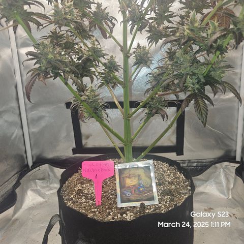 Out of The Tackle Box  growlog timeline photo
