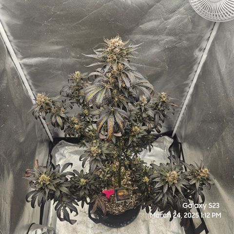 Out of The Tackle Box  growlog timeline photo