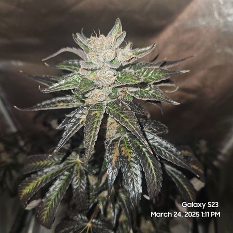 Out of The Tackle Box  growlog timeline photo