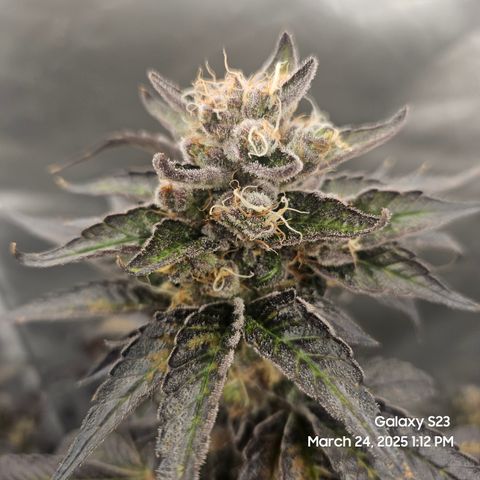 Out of The Tackle Box  growlog timeline photo