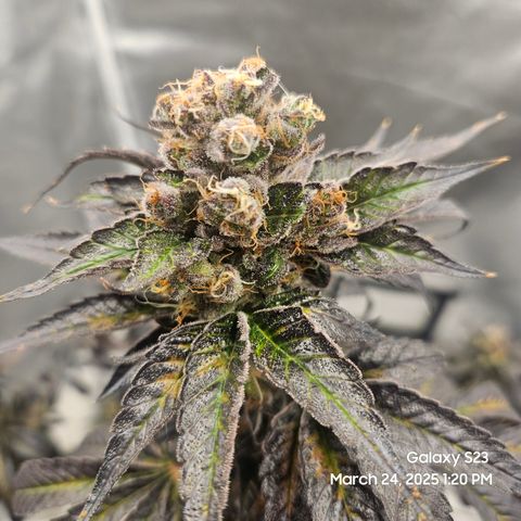 Out of The Tackle Box  growlog timeline photo