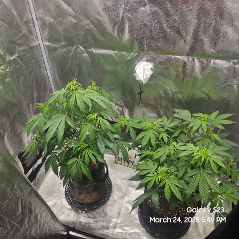 Zlue x2 growlog timeline photo