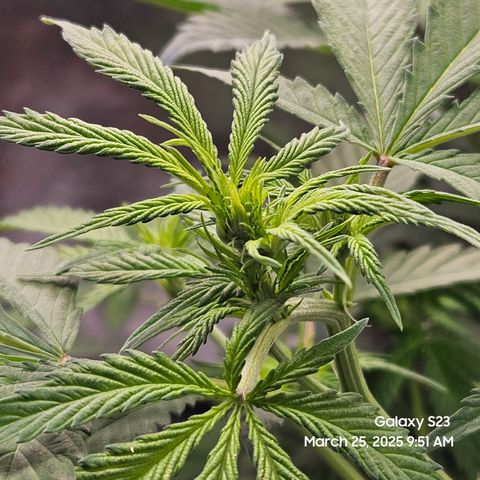 Zlue x2 growlog timeline photo
