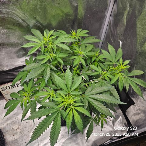 Zlue x2 growlog timeline photo