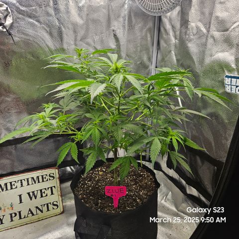 Zlue x2 growlog timeline photo