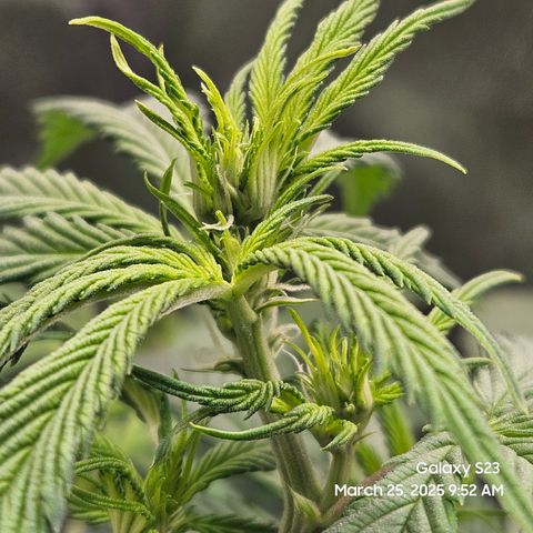 Zlue x2 growlog timeline photo