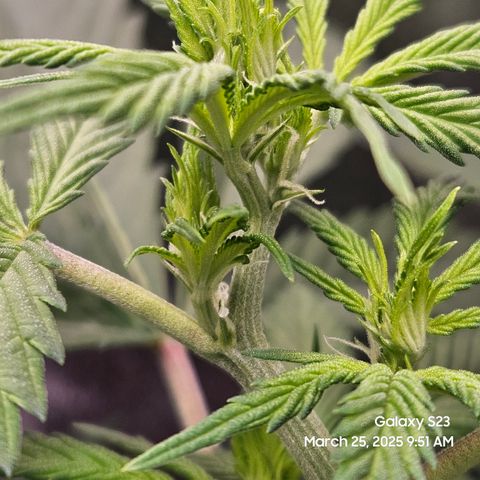 Zlue x2 growlog timeline photo