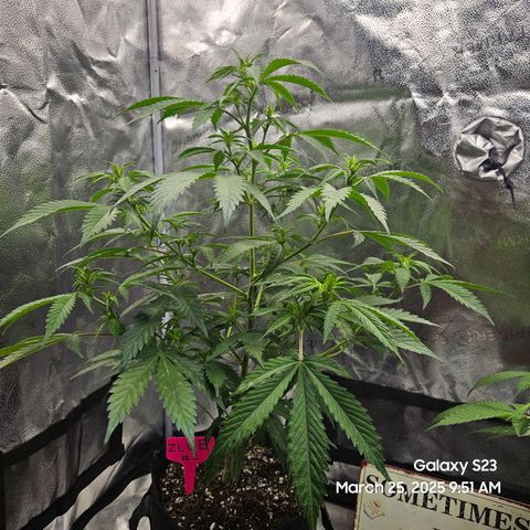 Zlue x2 growlog timeline photo