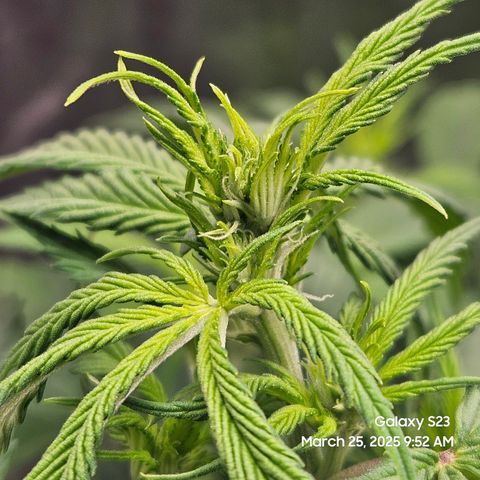 Zlue x2 growlog timeline photo