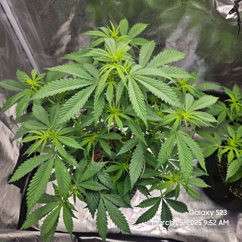 Zlue x2 growlog timeline photo