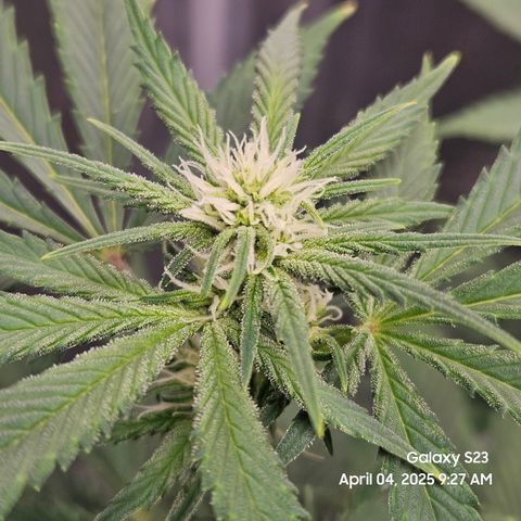 Zlue x2 growlog timeline photo
