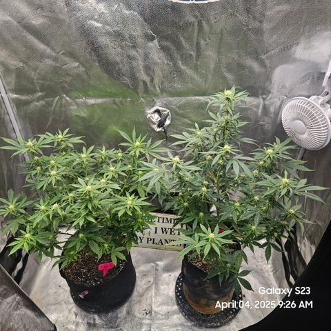 Zlue x2 growlog timeline photo