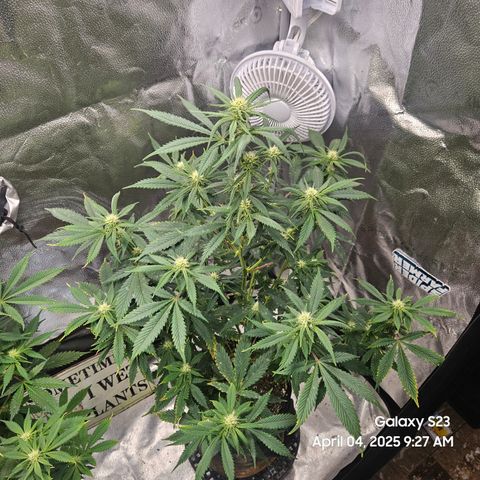 Zlue x2 growlog timeline photo